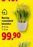 NARCISY V PASTELOVÉ KERAMICE