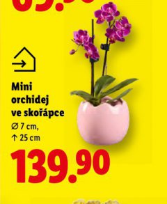 MINI ORCHIDEJ VE SKO��PCE