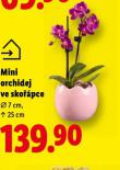 MINI ORCHIDEJ VE SKO��PCE