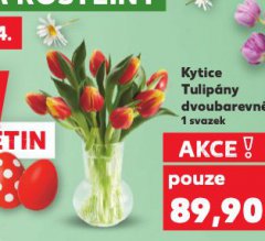 KYTICE TULIPÁNY