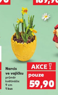 NARCIS VE VAJÍČKU