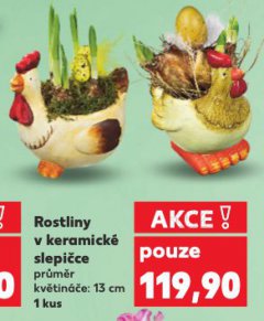 ROSTLINY V KERAMICKÉ SLEPIČCE