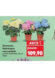 HORTENZIE HYDRANGEA MACROPHYLLA