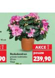 RODODENDRON