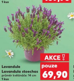 LEVANDULE LAVANDULA STOECHAS