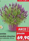 LEVANDULE LAVANDULA STOECHAS