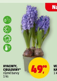 HYACINTY