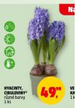 HYACINTY
