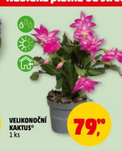 VELIKONO�N� KAKTUS