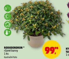 RODODENDRON
