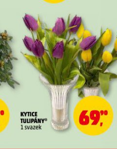 KYTICE TULIP�NY