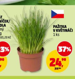 PA�ITKA V KV�TIN��I