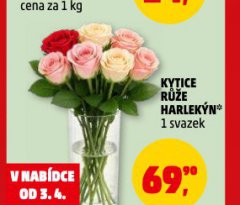 KYTICE RŮŽE HARLEKÝN