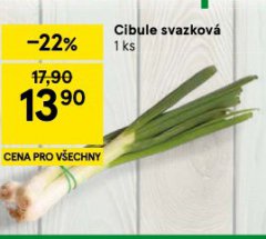 CIBULE SVAZKOVÁ