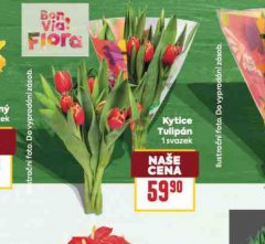 KYTICE TULIP�N