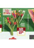 KYTICE TULIP�N