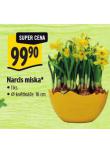 NARCIS MISKA