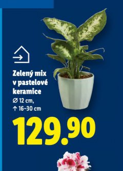 ZELEN� MIX V PASTELOV� KERAMICE