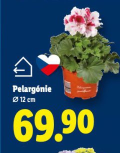 PELARG�NIE