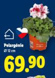 PELARG�NIE