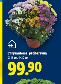 CHRYZANT�MA P�TIBAREVN�