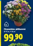 CHRYZANT�MA P�TIBAREVN�